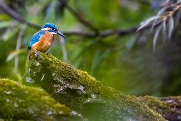 Fotobehang IJsvogel A colorful kingfisher sitting on a tree in a pond at the nature reserve Mönchbruch next to Frankfurt, Germany at a sunny day in summer.  © ms_pics_and_more