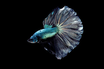 Drak green fighting fish with golden reflections Isolated on a black background