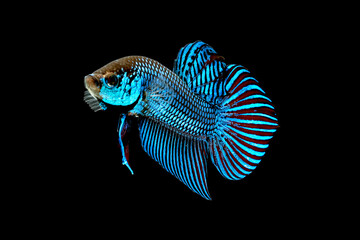 wild betta fish, Siamese fighting fish, Pla-kad (Biting fish) isolated on black background.