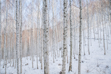 겨울의 자작나무 숲