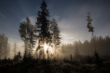 Sunbeams of the morning sun in forest