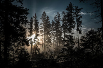 Morning sun beams through forest trees