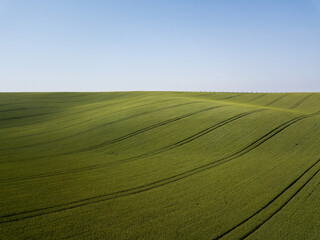 Green field ready to harvest