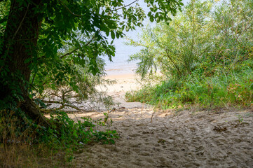 sandy beach on the elbe invites you to tie up in summer with dense green vegetation