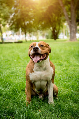 Portrait of cute american staffordshire terrier at the park.