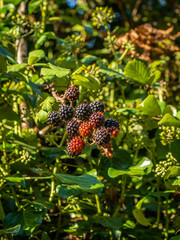 Blackberries in the plant