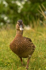 duck in the park