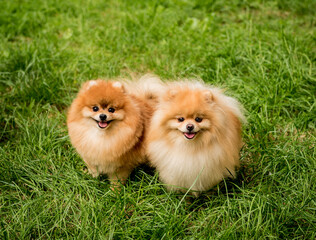 Portrait of cute two pomeranian dogs at the park.