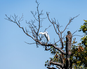 Egret