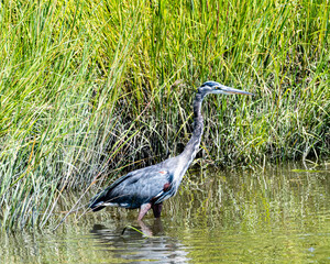 great blue heron