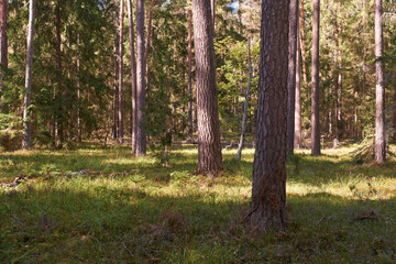 Coniferous stand of Bialowieza Forest in sun