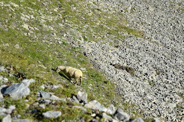 Bergschafe.Schafherde in den Alpen