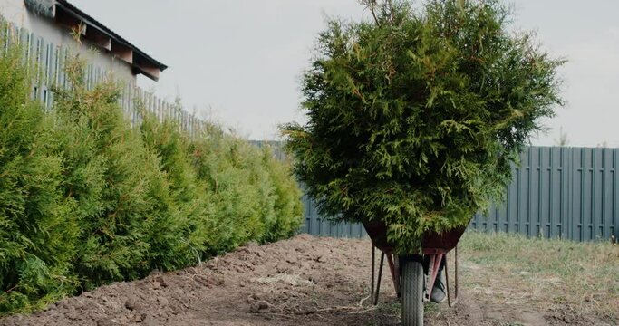 The worker carries the tui saplings on the wheelbarrow. Greening the territory of a private house.