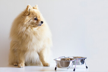 White German Spitz next to bowls of food and water. Dry food for small breed dogs.