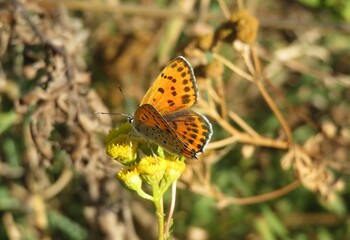 Orange copper butterfly on tansy flower in the garden, copper, lycaena,