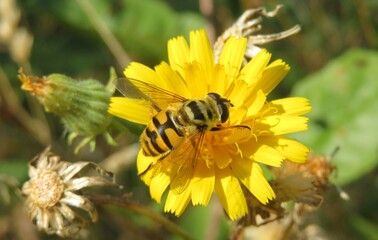 Hoverfly on yellow hieracium flower in the meadow, closeup