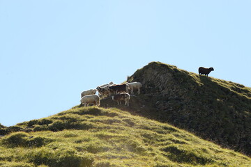 Bergschafe.Schafherde in den Alpen