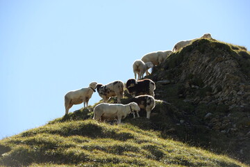 Bergschafe.Schafherde in den Alpen