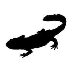 Newt (Lissotriton Vulgaris) Standing On a Side View Silhouette Found In Map Of Asia, Eurasia, Europe And North America. 
