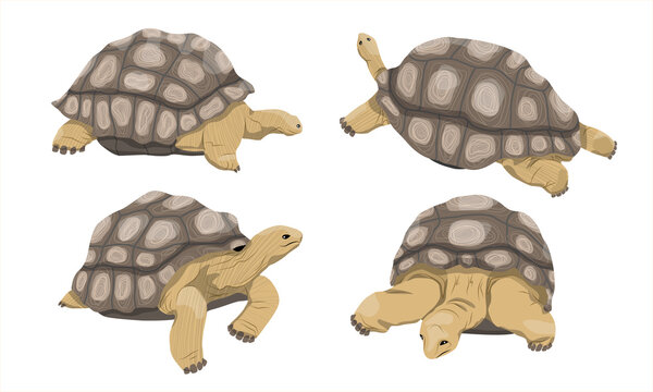 Aldabra giant tortoise collection in various poses. Male and female Aldabrachelys gigantea. An animal of the islands of the Pacific Ocean. Realistic vector animal