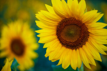 Fototapeta premium Elianto, fiore di girasole in una piantagione.