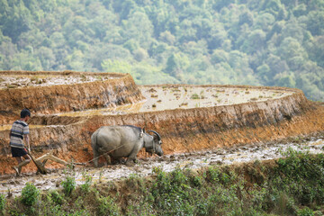 Fototapeta na wymiar man and buffalo tiller Rice terraces from sapa vietnam
