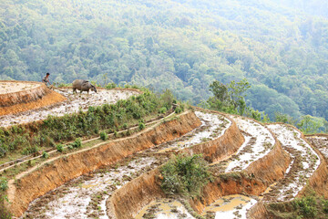 man and buffalo tiller Rice terraces from sapa vietnam