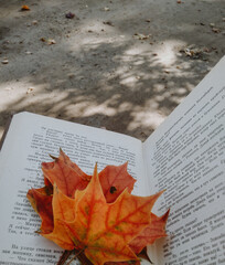 autumn leaves on a book