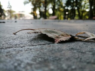 autumn leaves on the ground