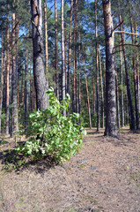 Naklejka premium Forest in Ukraine. Chernigow Region.