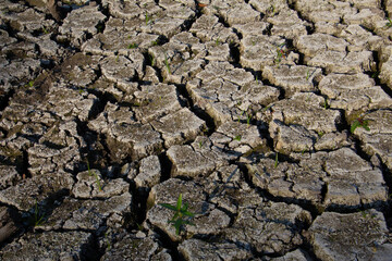 Small plants growing on cracked dry ground during a drought