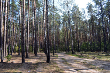 Forest in Ukraine. Chernigow Region.