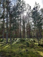 forest in the forest