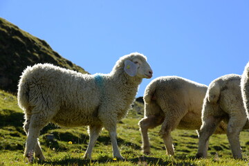 Bergschafe.Schafherde in den Alpen