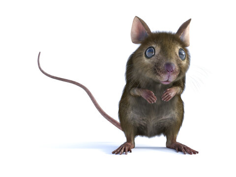 3D rendering of a mouse standing on two legs.