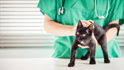 cute little black cat at vet animal care