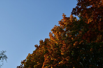 Autumn multicolored crown of a large maple tree against a blue clear sky. The colors of autumn....