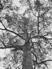 tree black and white