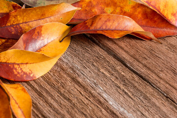 fall leaves on weathered wood .  Autumn Time Background.