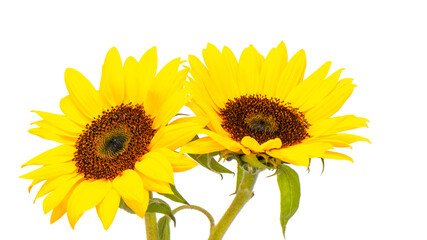 sunflowers on a white background