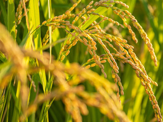 Ears of Rice Plants in Evening at Sunset in Autumn or Fall Agriculture and Harvest Image