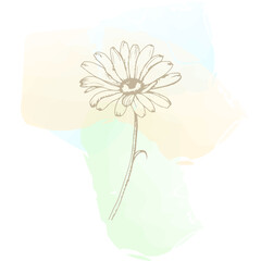 Chamomile in linear style is isolated. Light watercolor background, linear textures, Vector illustration