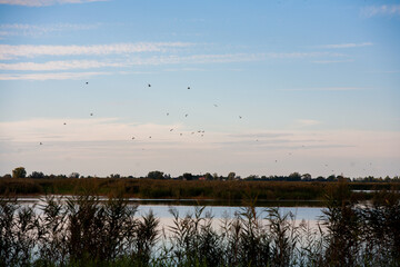 Ravenna - Swampland water reflecion - italy