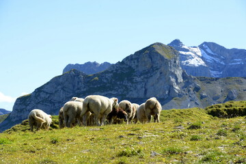 Bergschafe.Schafherde in den Alpen
