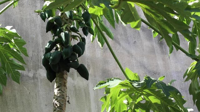 Carica papaya standing next to a gray concrete wall swaying beautifully in a breeze with a bunch of young green fruits, also known as papaya, papaw or pawpaw.