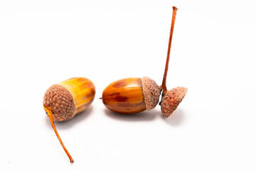a two headed acorn with only 1 left and a second isolated © Quality by Simon
