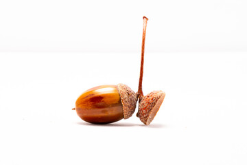 a two headed acorn with only 1 left and a second isolated