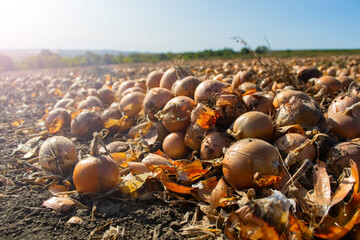 ripe onions in the field in rows ready for harvesting