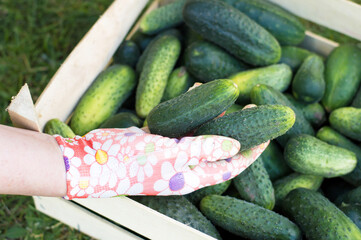close-up of a gardener's hand holding fresh cucumbers next to a wooden box. Local farming, harvesting concept