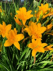 orange lily flowers